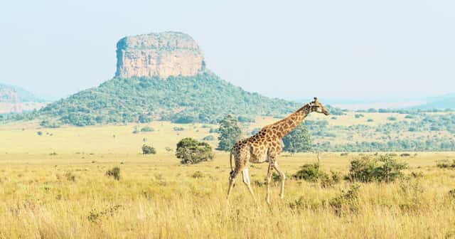 Top 6 Nationalparks in Südafrika: Tipps für deinen Besuch