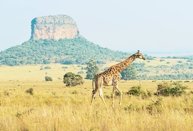 Die 6 schönsten Nationalparks Südafrikas: Naturidylle, Tierbegegnungen & Wildnis-Abenteuer