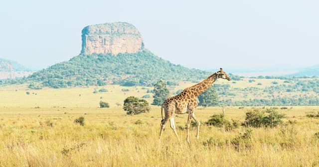 Top 6 Nationalparks in Südafrika: Tipps für deinen Besuch
