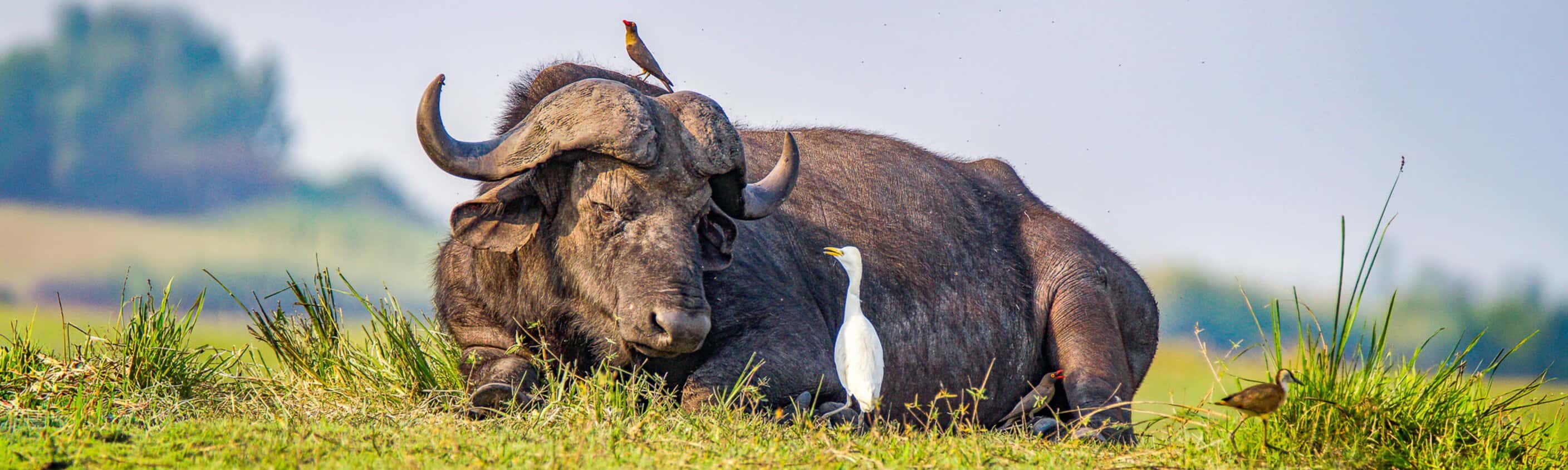 Buffalo - 15 Tage Erlebnisreise