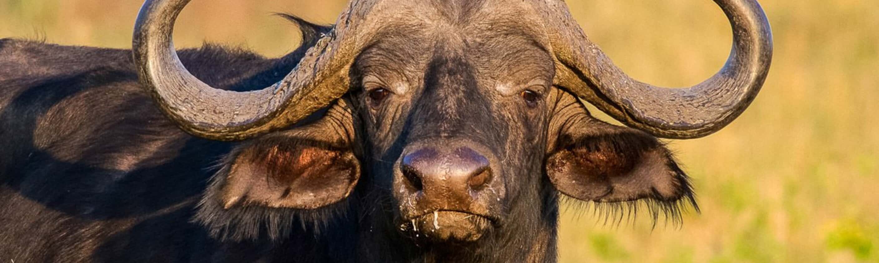 Amboseli - 15 Tage Erlebnisreise