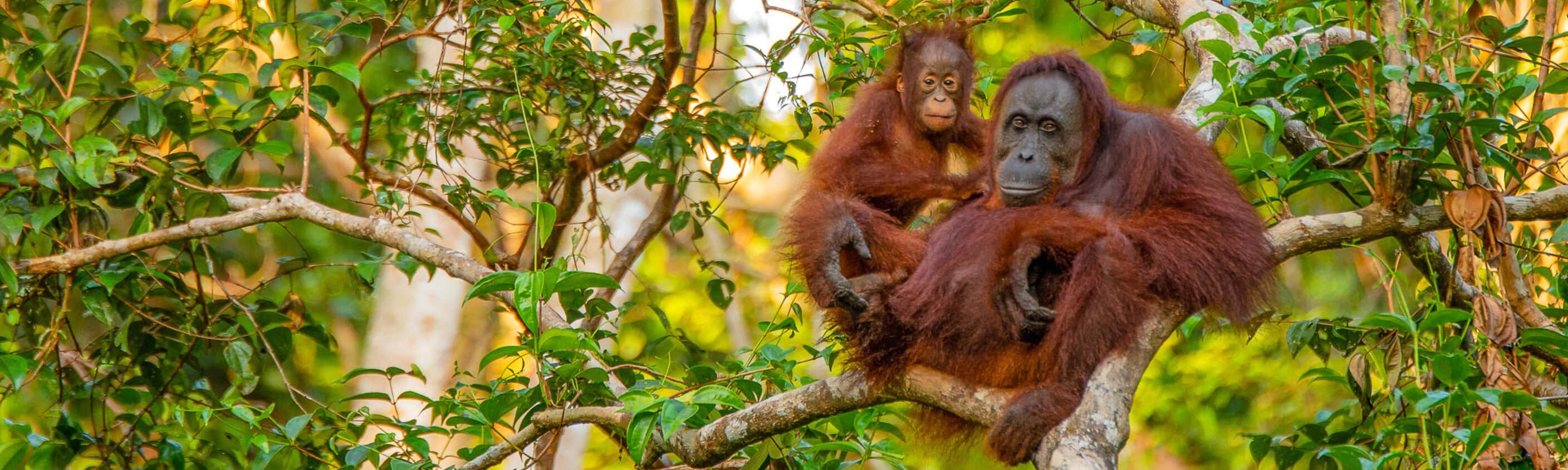 Borneo - 15 Tage Erlebnisreise