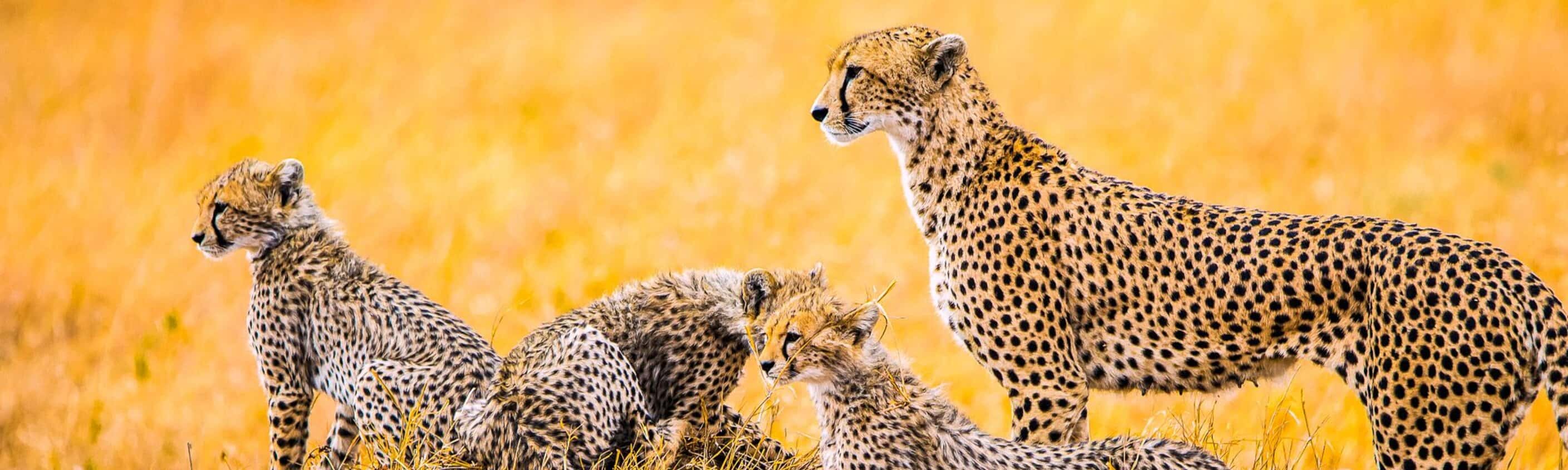 Cheetah - 14 Tage Erlebnisreise