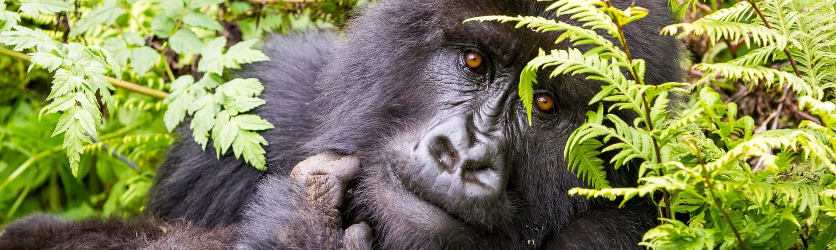 Gorilla - 15 Tage Erlebnisreise