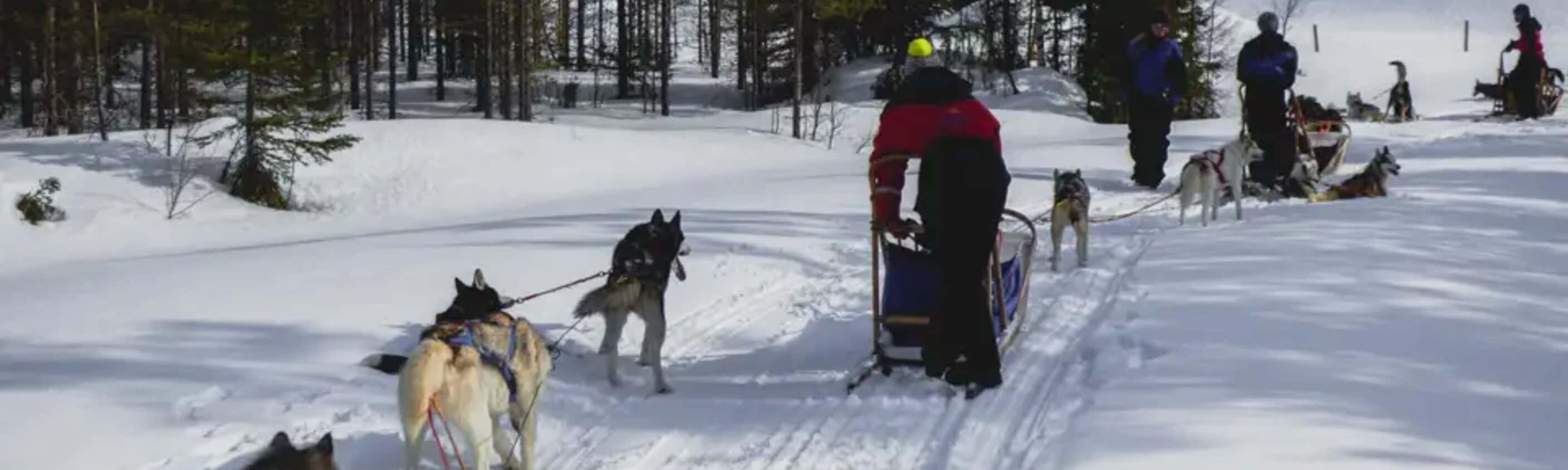 Finnland – Husky-Safari durch die Winterlandschaft