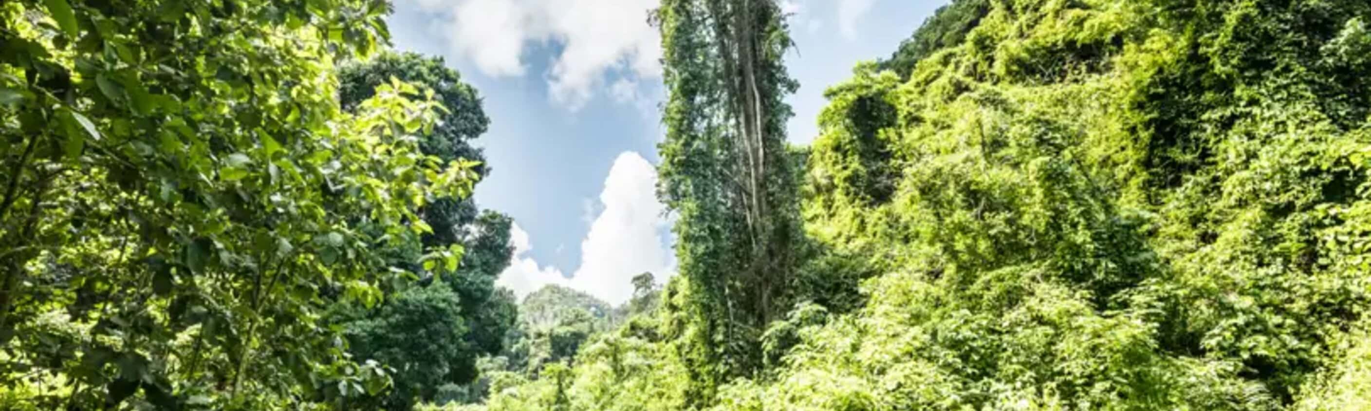 Laos – Wandern im grünen Norden