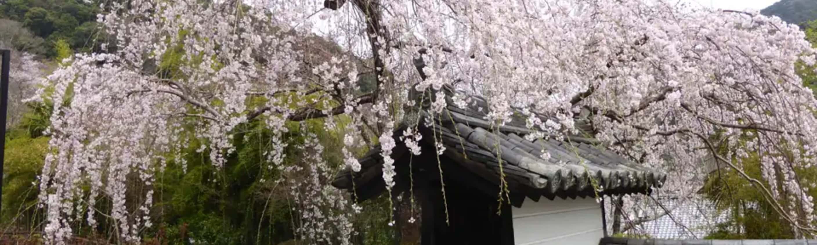 Japan – Küsten-Wanderreise von Osaka bis Tokyo