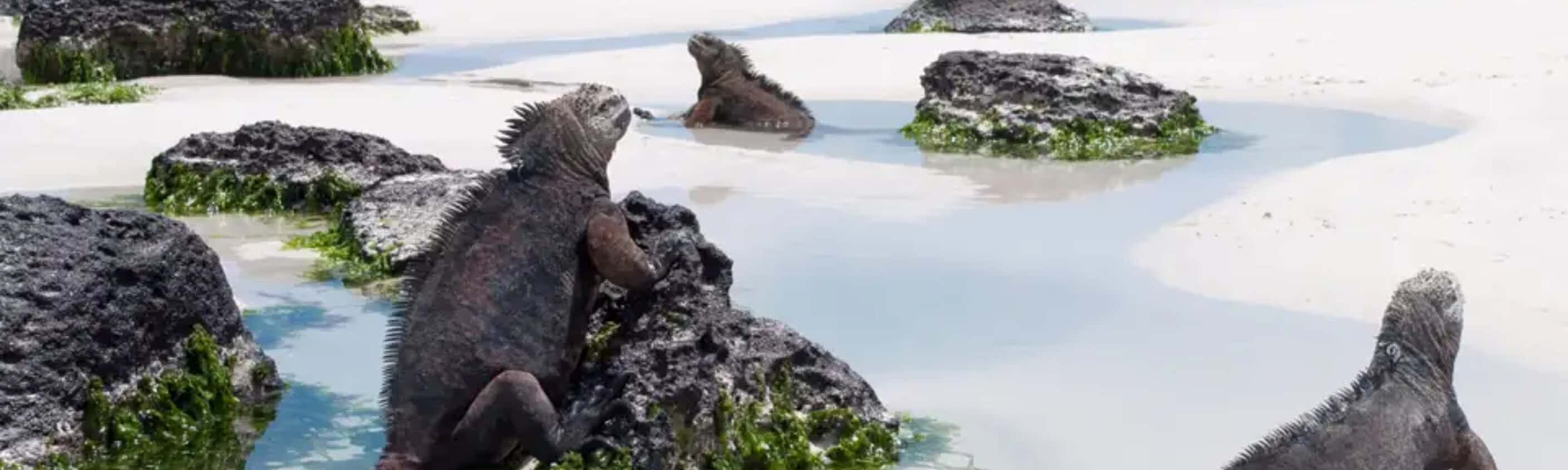 Ecuador – Galapagos Inselhopping im Naturparadies