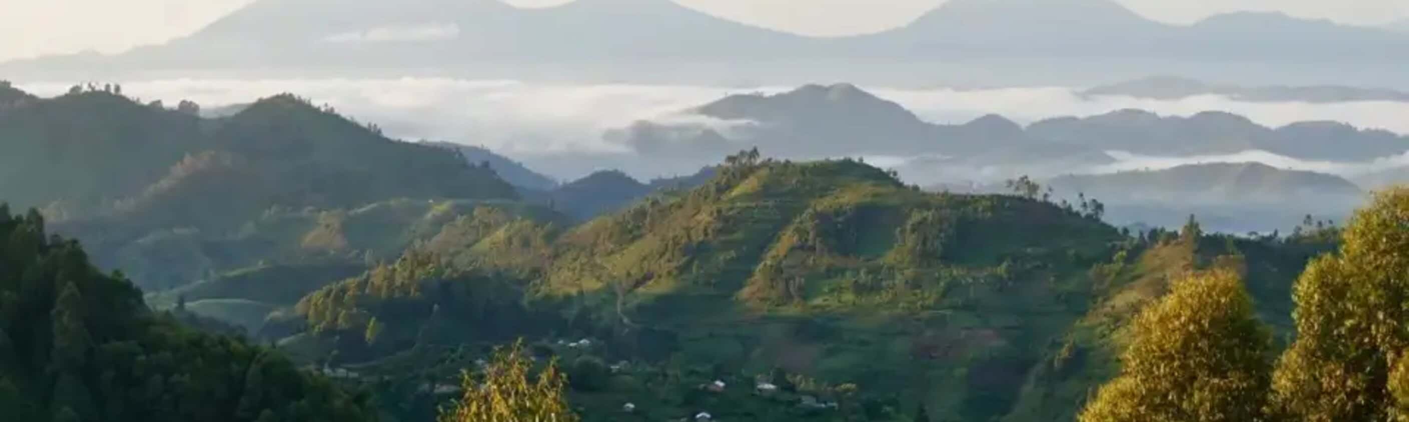 Uganda, Ruanda – Gorilla-Tracking und Ruwenzori-Gebirge