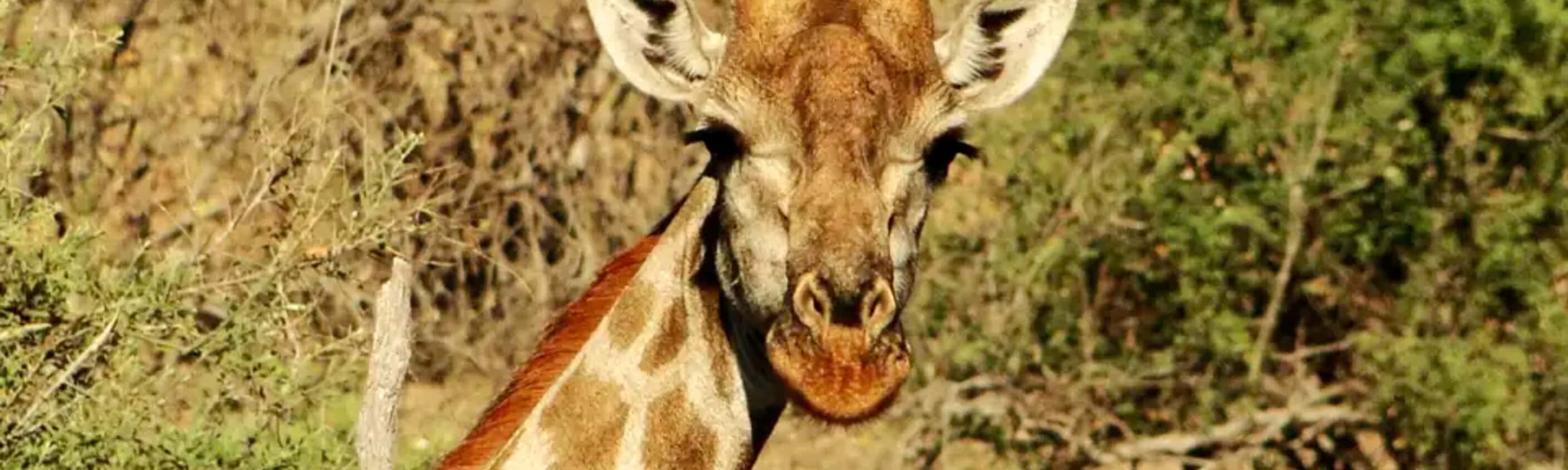 Südafrika – Durch Königreiche nach Kapstadt