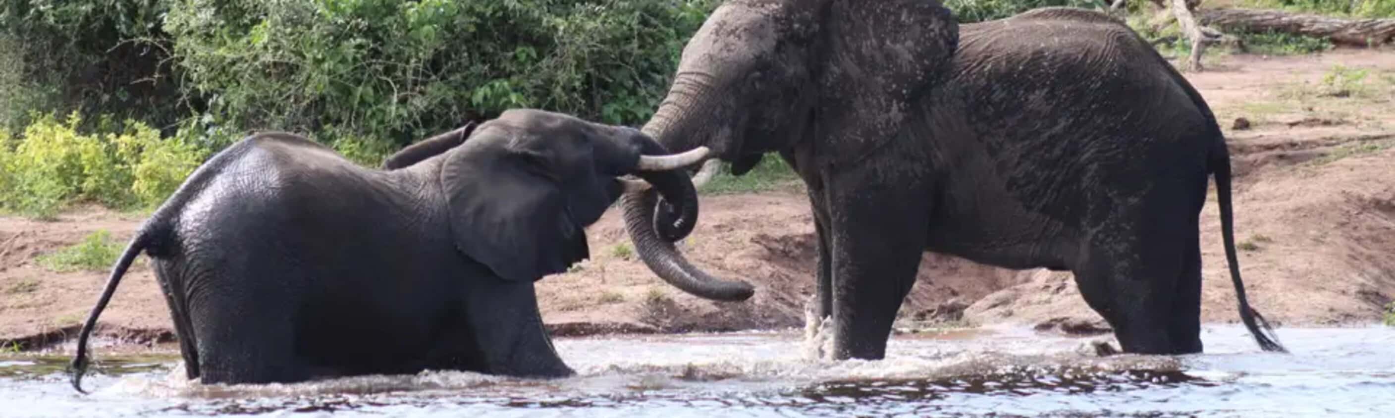 Botswana, Simbabwe – Okavango Delta, Big Five & Victoriafälle