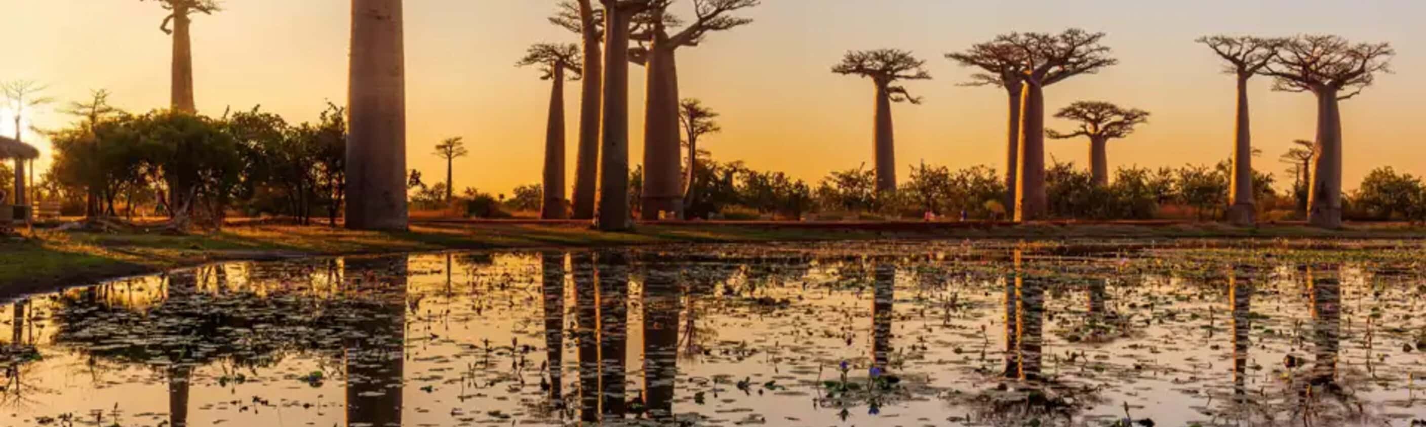 Madagaskar – Baobabs, Lemuren & Tsingys