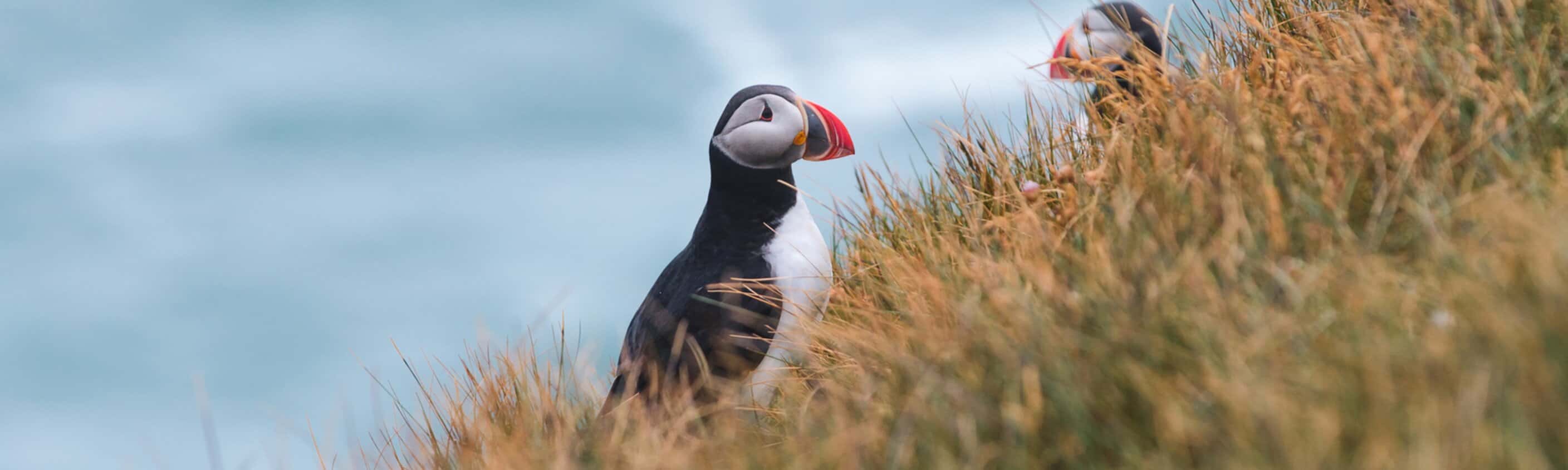 Iceland Discovery