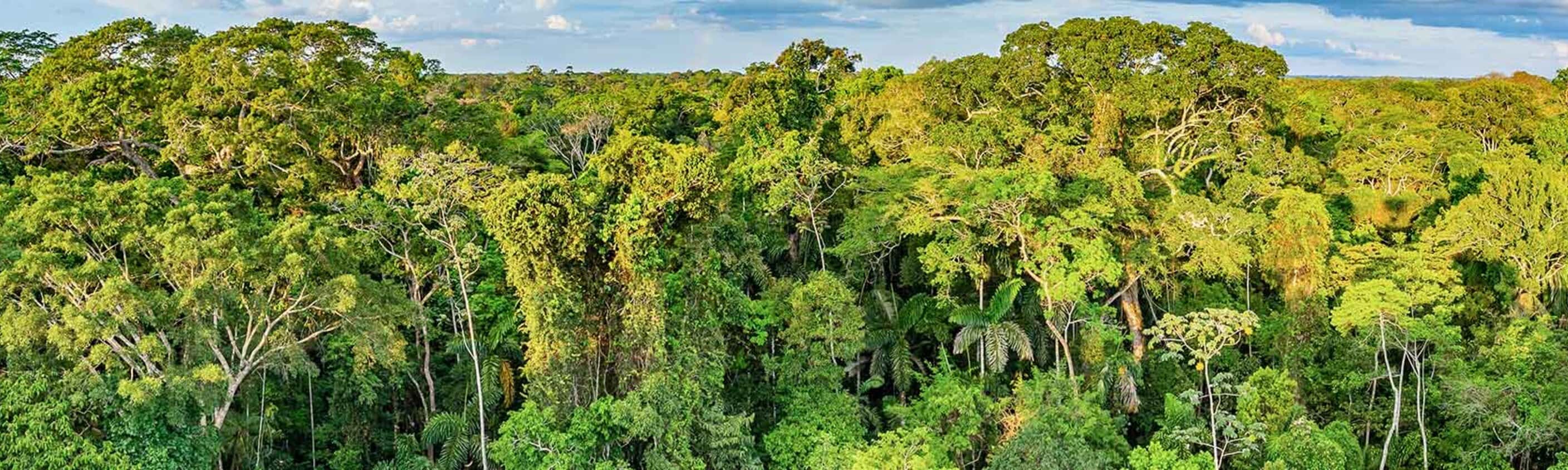 Peru: Amazon Jungle Short Break