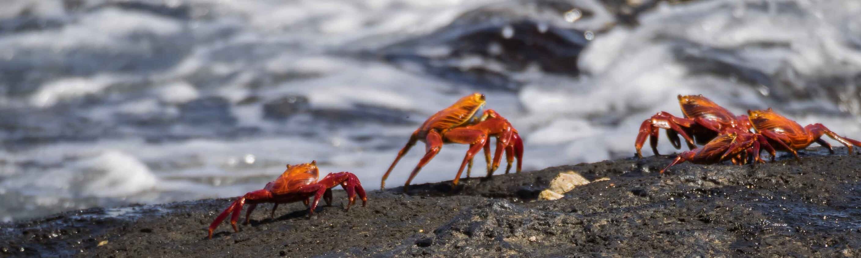 Galapagos Discovery