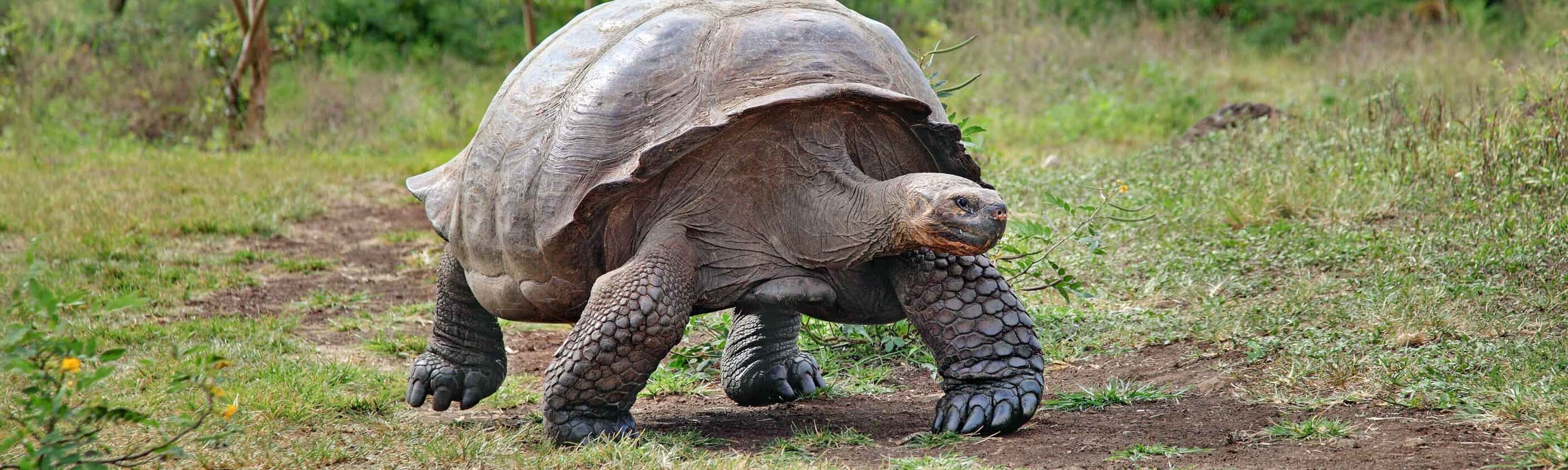 Galapagos Experience