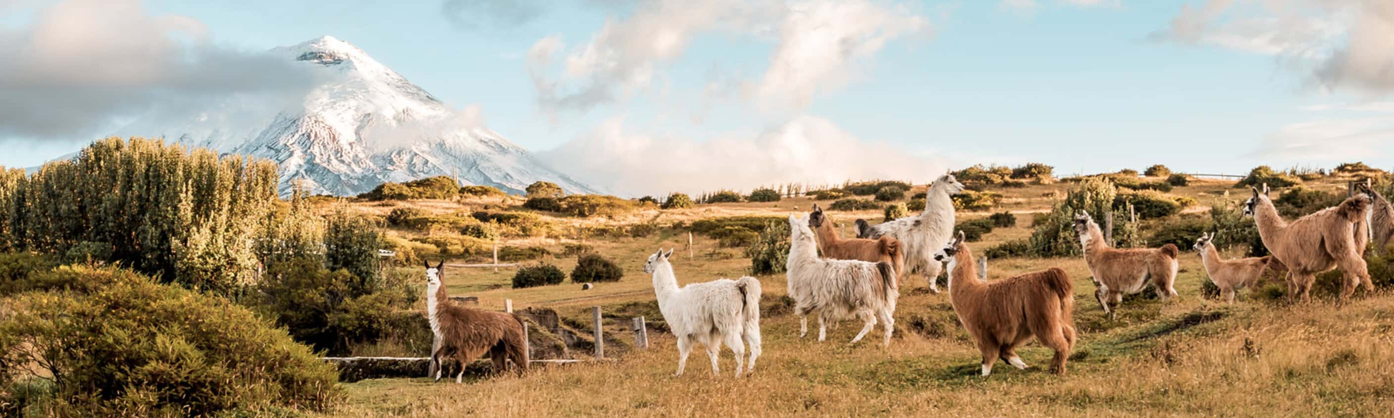 Ecuador Highlands
