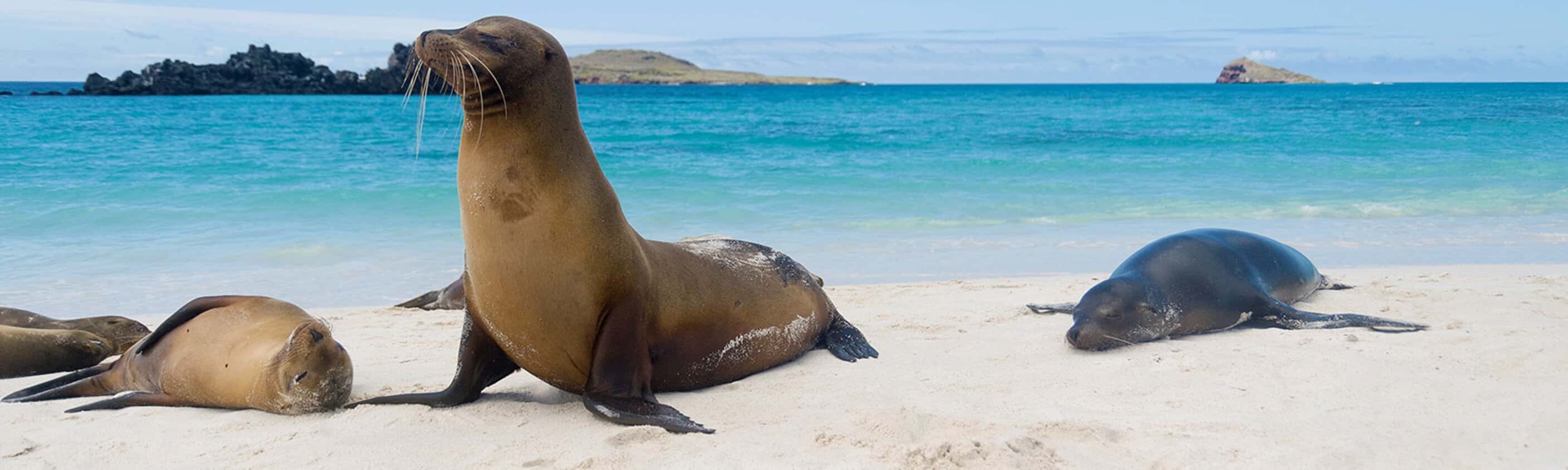 Galapagos Island Hopping