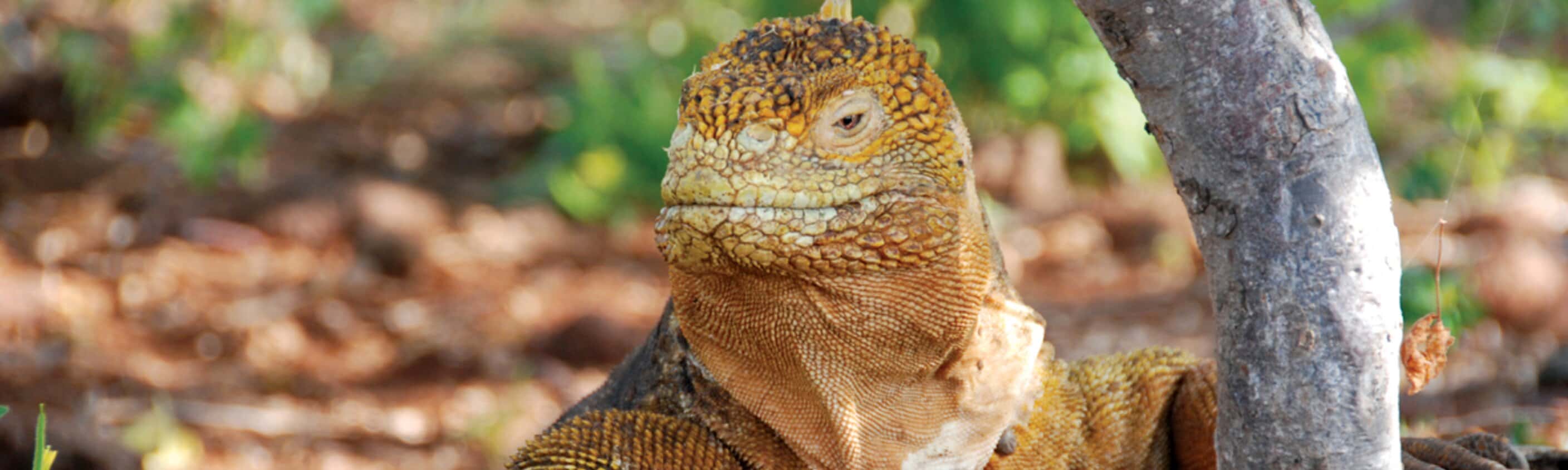 Galapagos Family Holiday