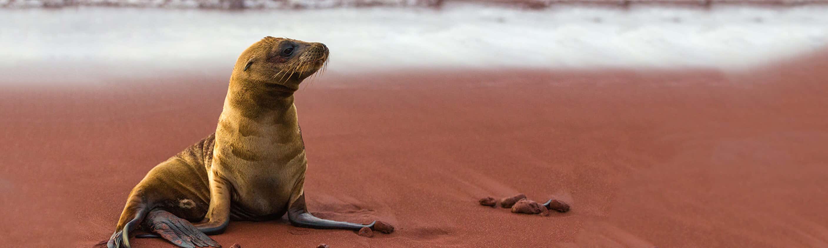 Galapagos Adventure: Northern Islands (Grand Daphne)