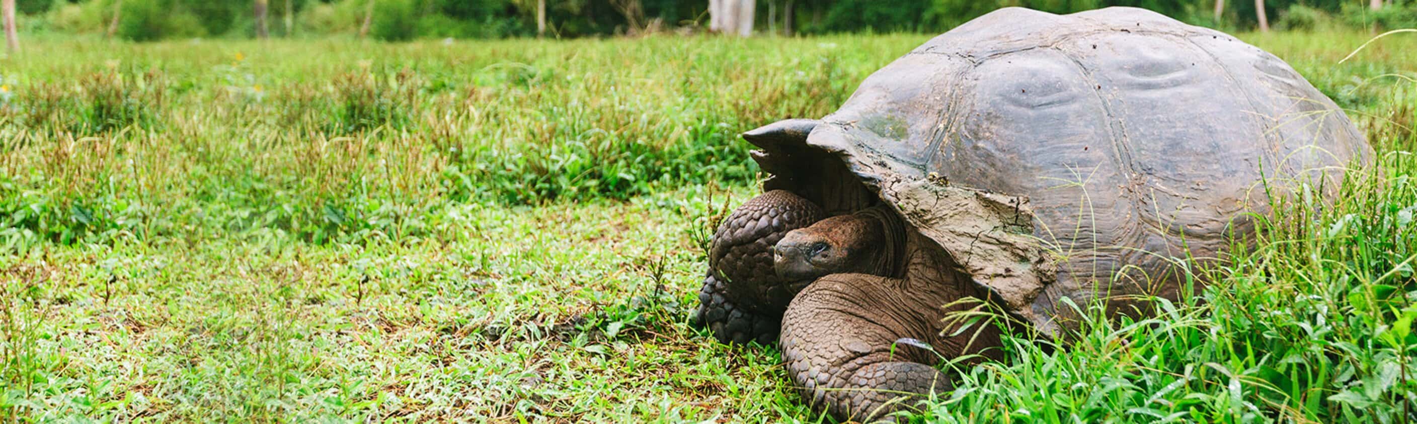 Ultimate Galapagos: Central Islands (Grand Daphne)