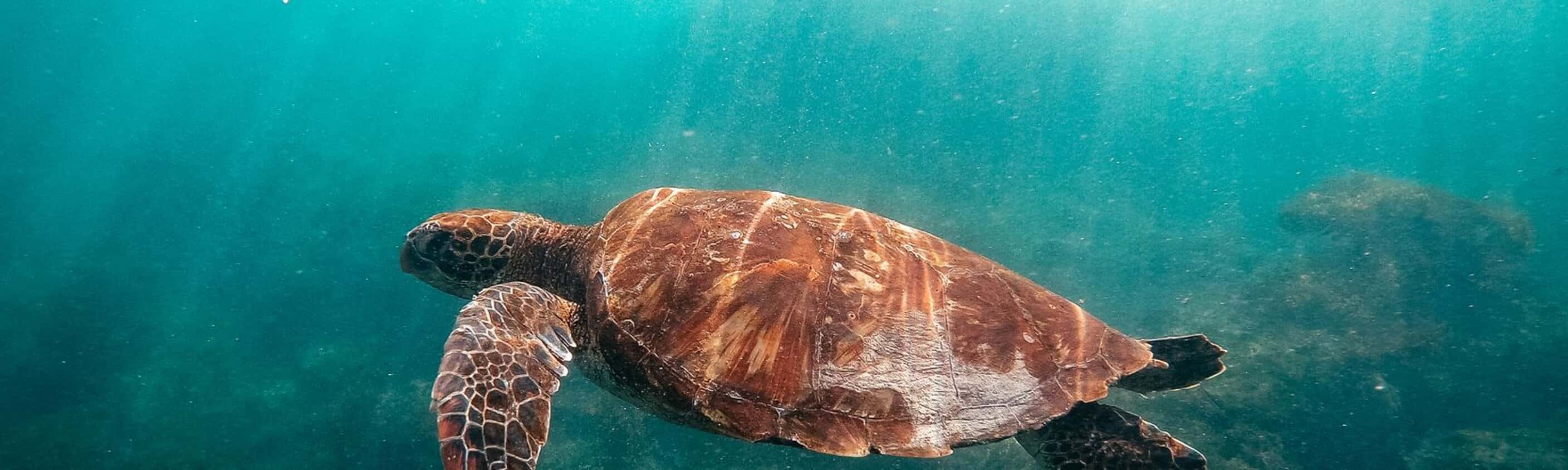 Absolute Galapagos (Grand Daphne)