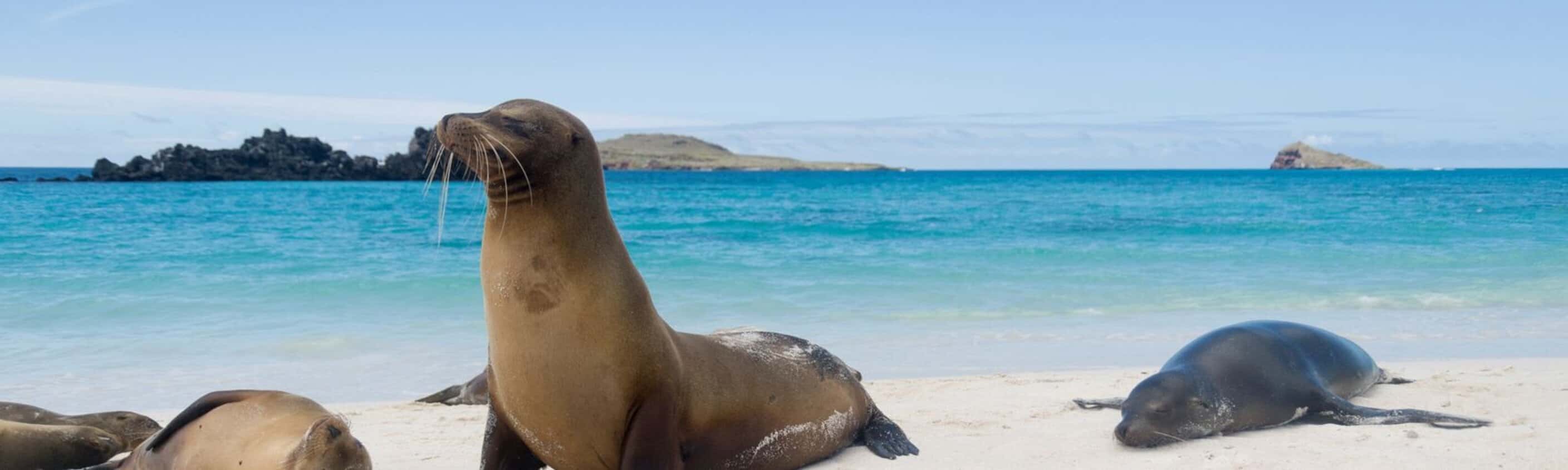 Classic Galapagos: Southern Islands (Grand Queen Beatriz)