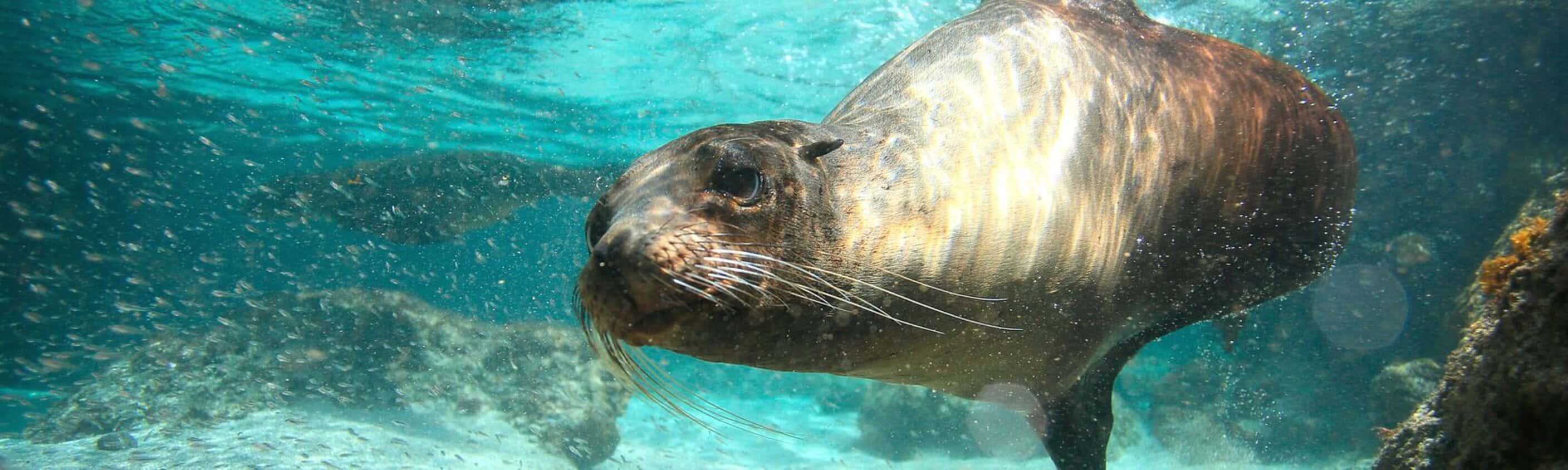 Treasures of Galapagos: Western & Central Islands (Grand Queen Beatriz)