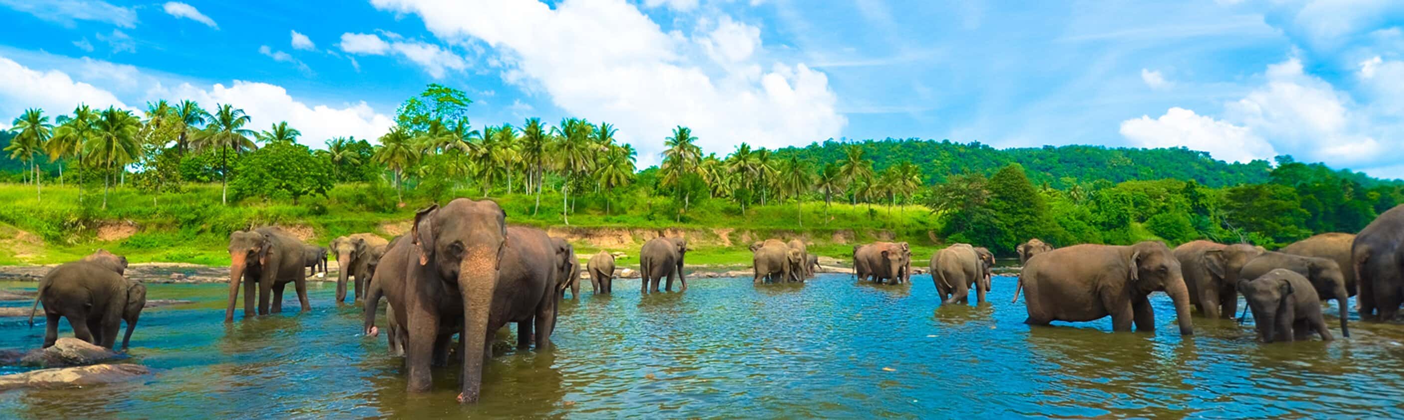 Sri Lanka Family Holiday
