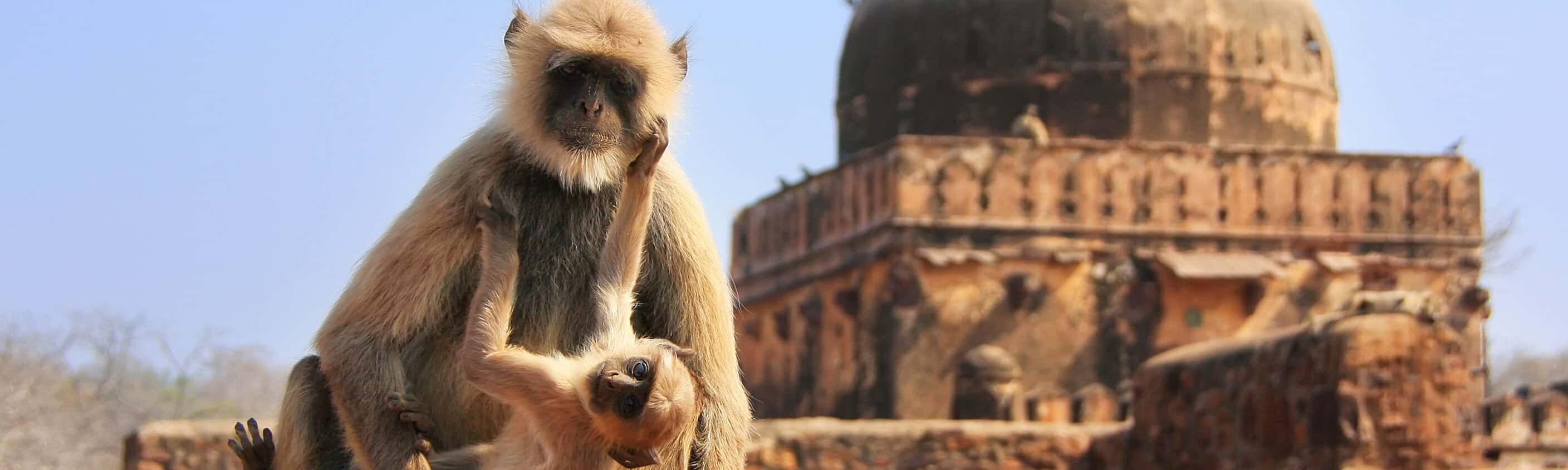Classic Rajasthan