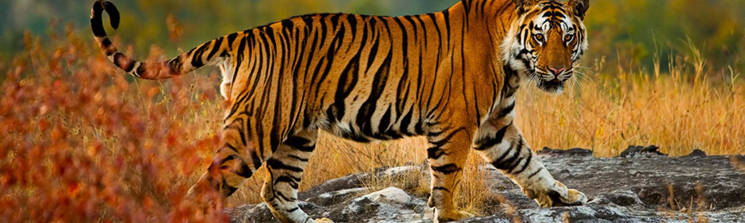 India Safari