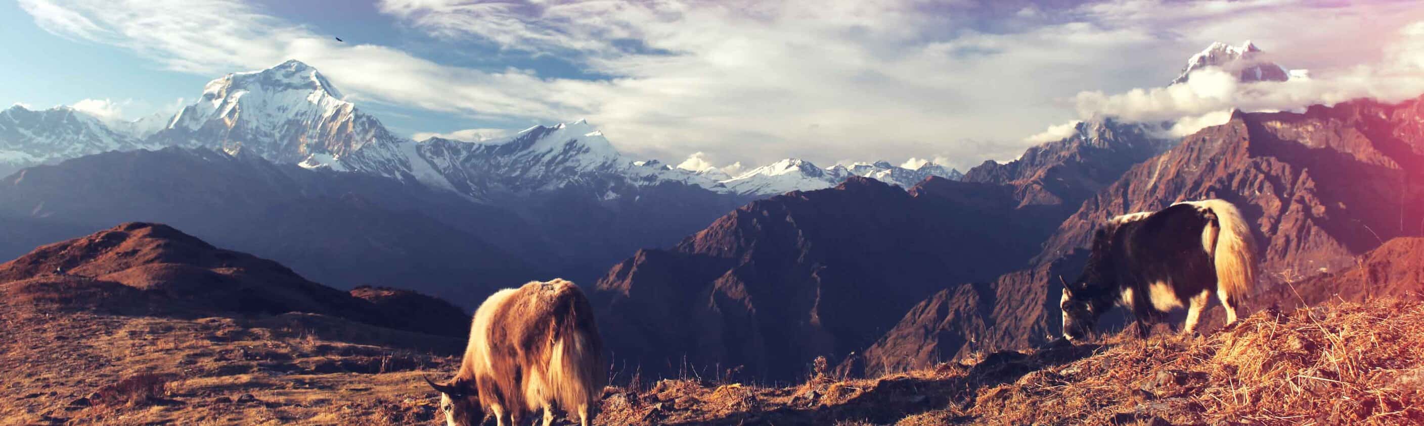 Essential Nepal