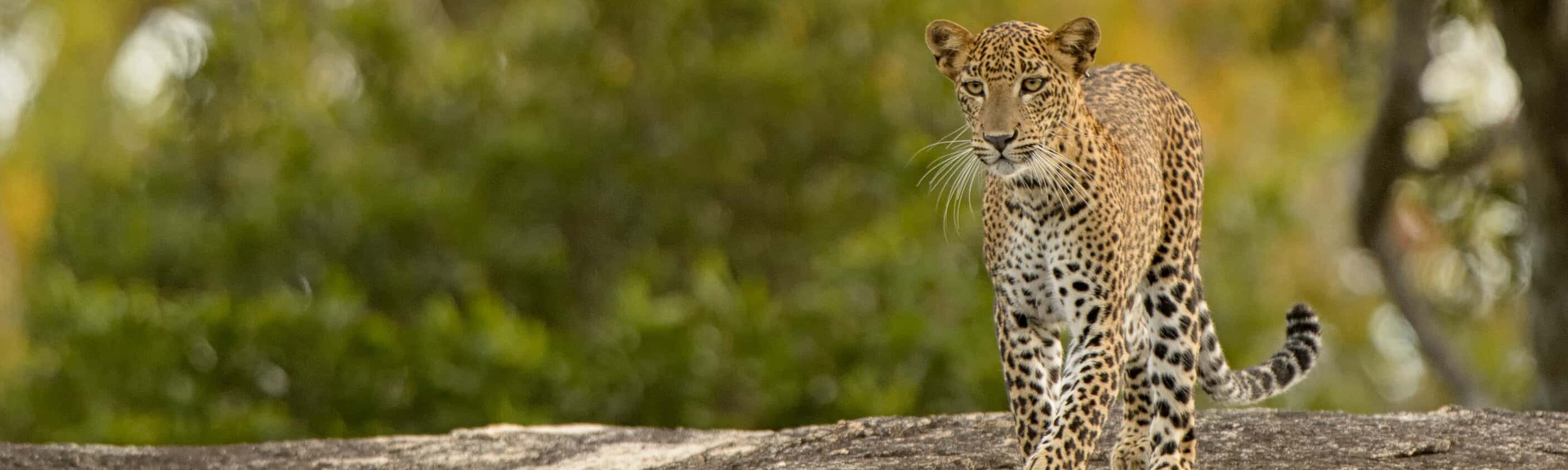 Sri Lanka Safari