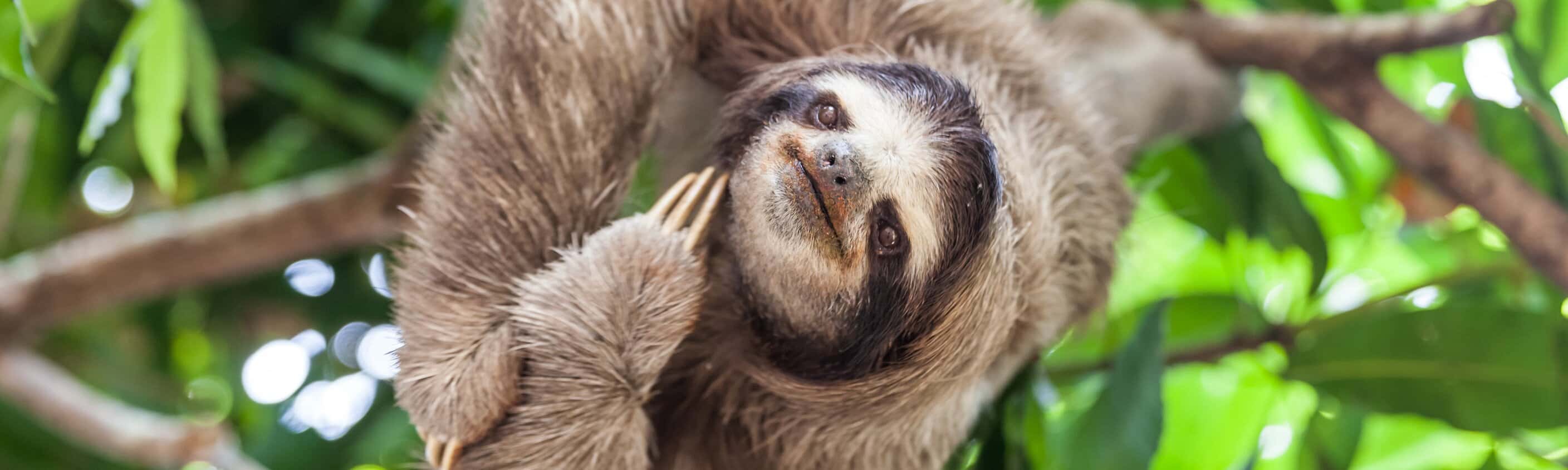 Classic Costa Rica