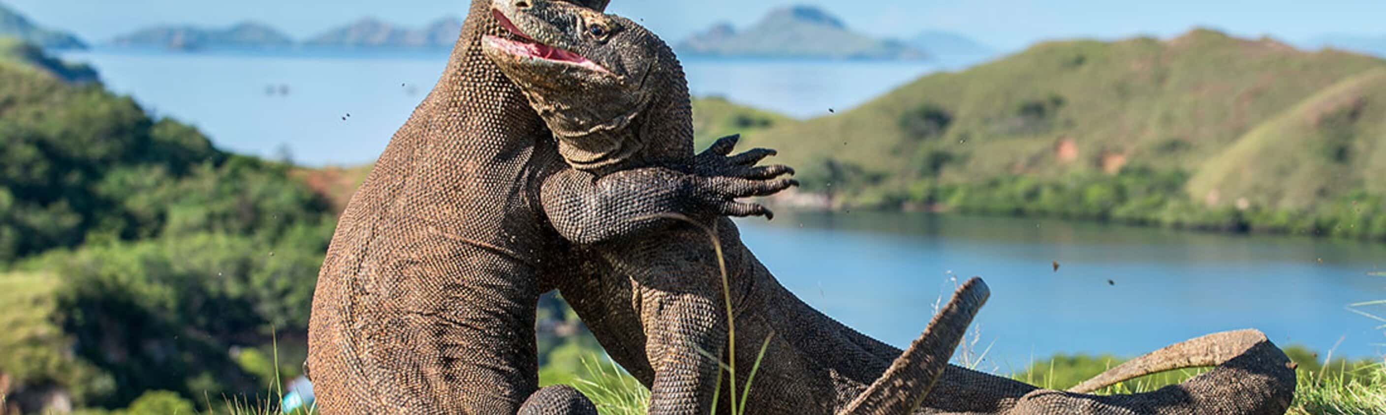Komodo & Flores Adventure