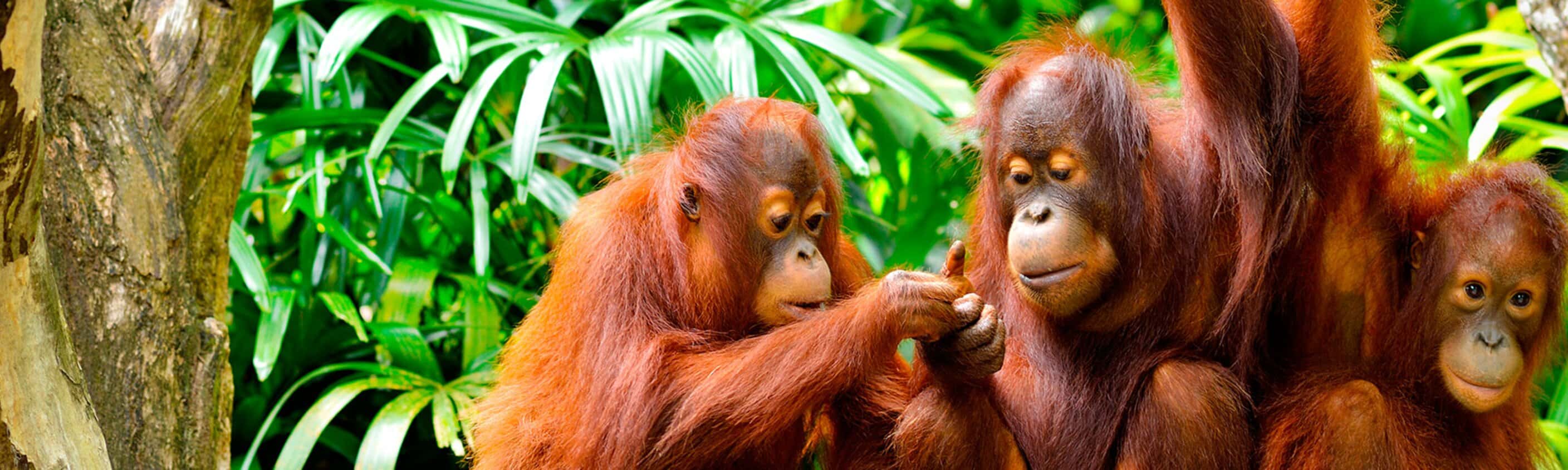 Indonesia Expedition: Orangutans of Kalimantan