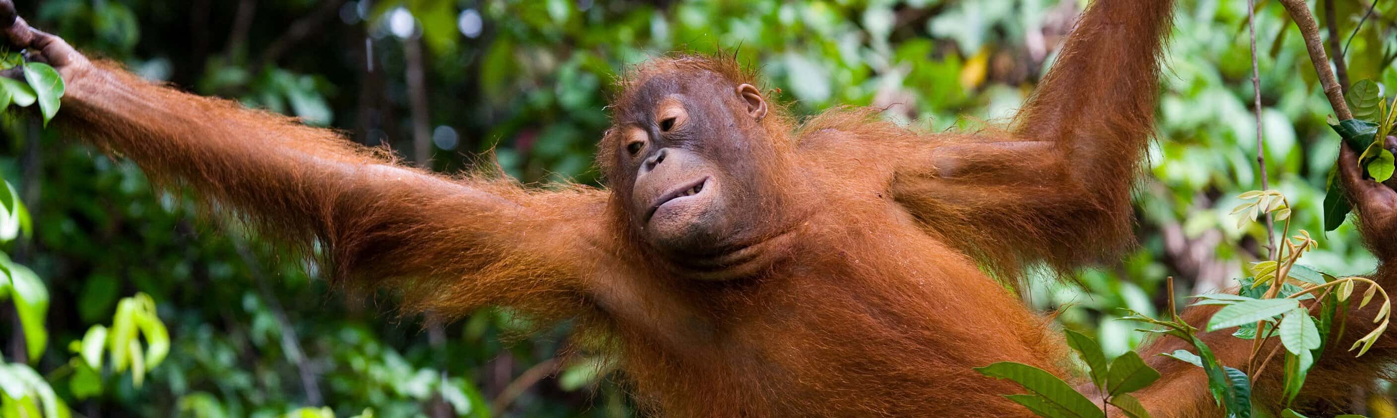 Borneo Family Holiday