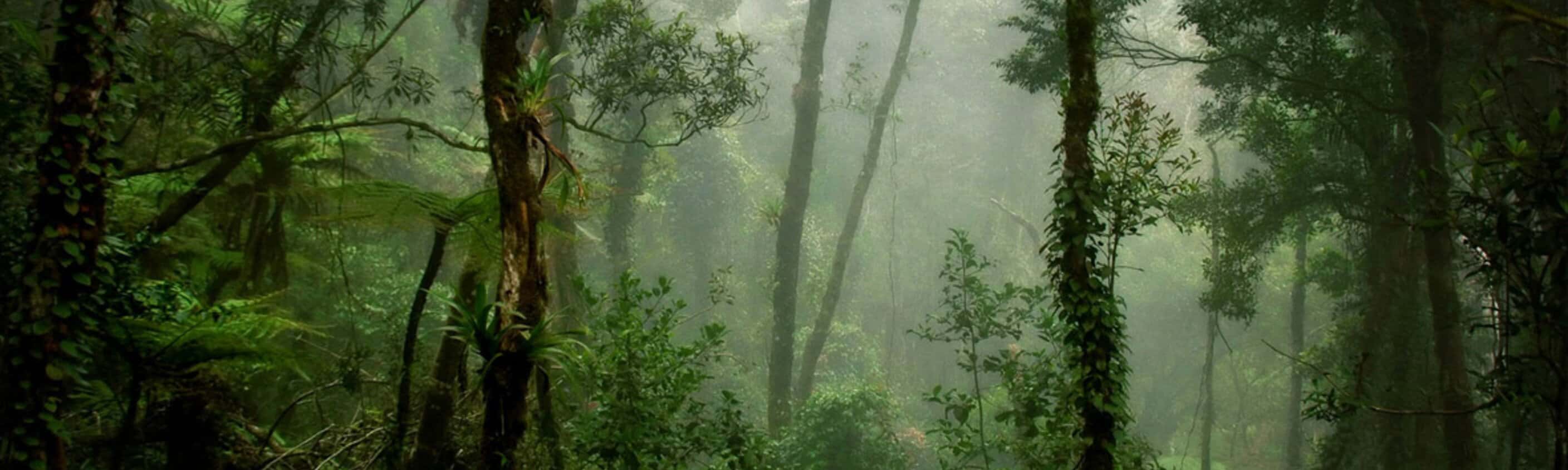 Wild Sarawak