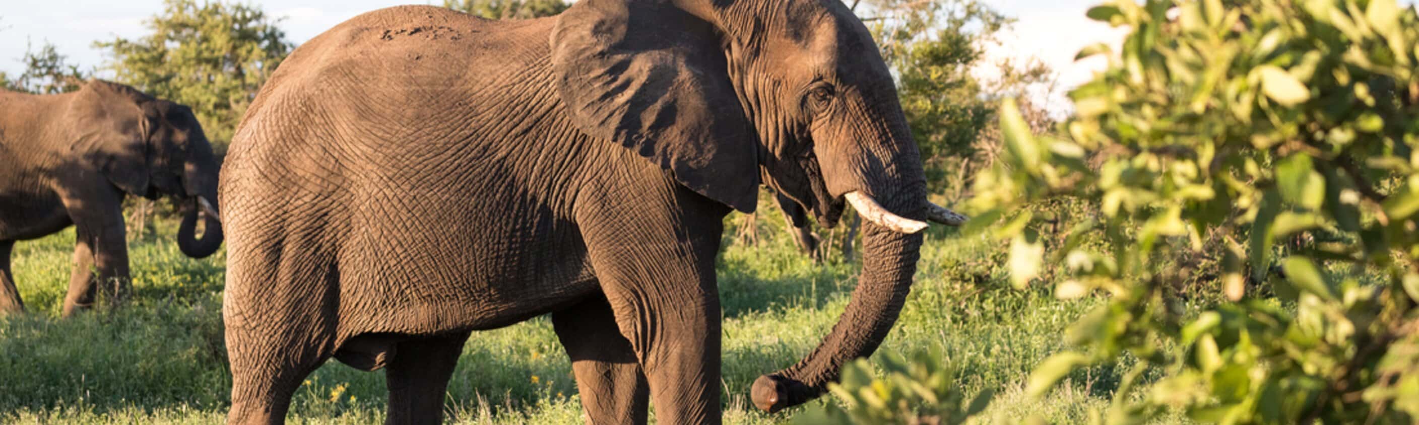 Southern Africa Safari
