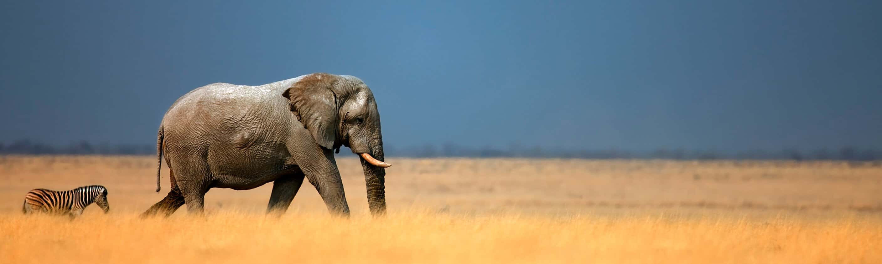 Namibia Discovery