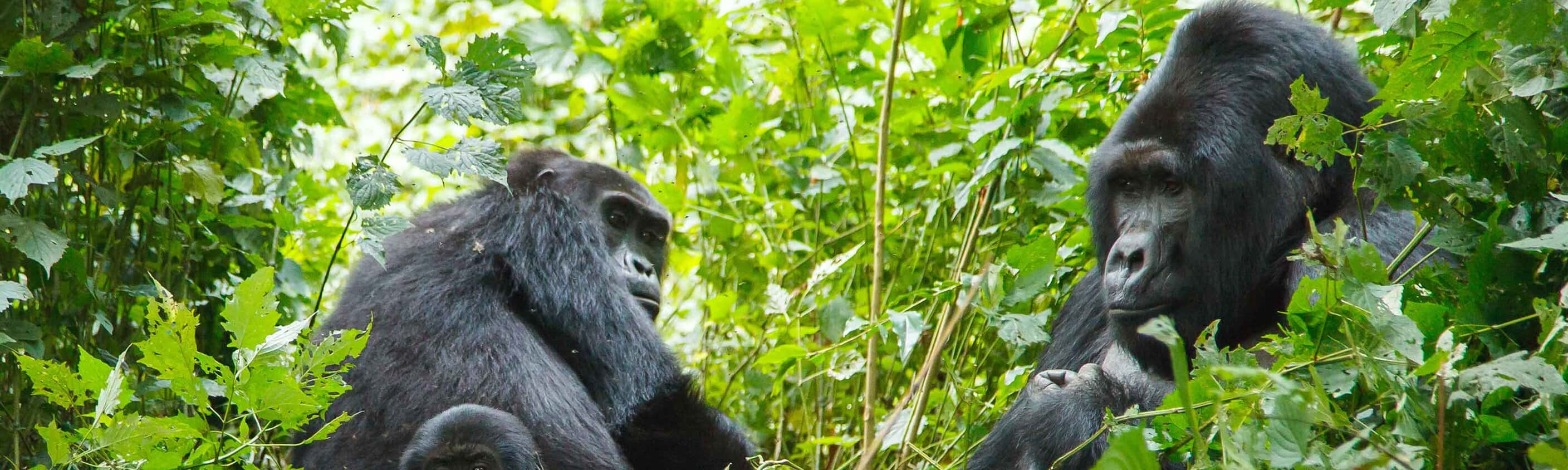 Johannesburg to Gorillas