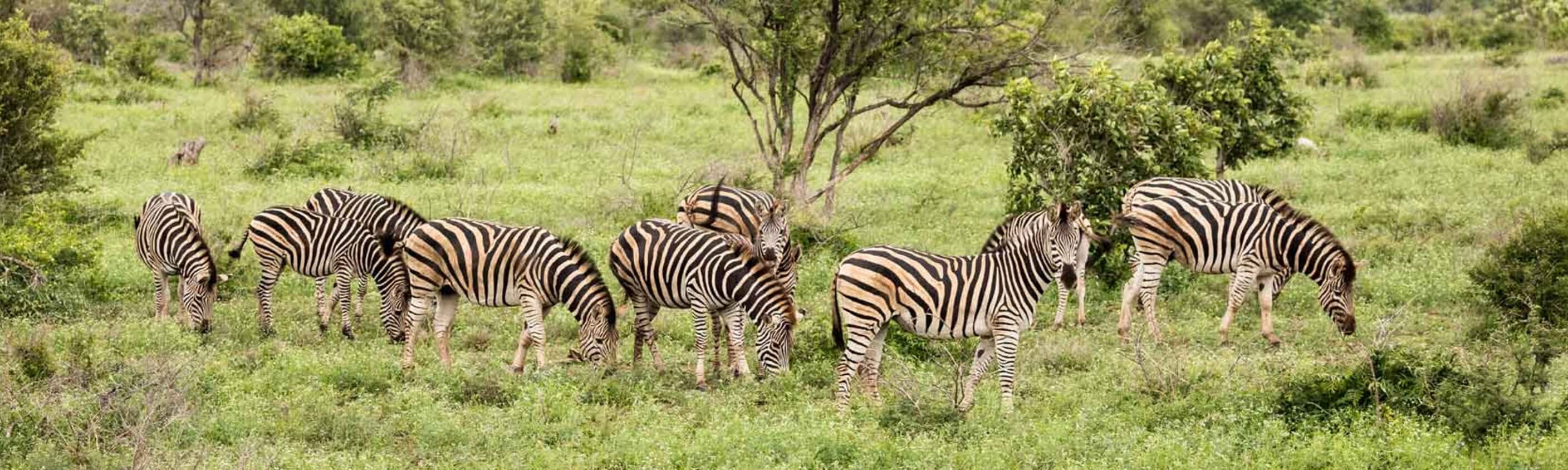 Kruger & Coast