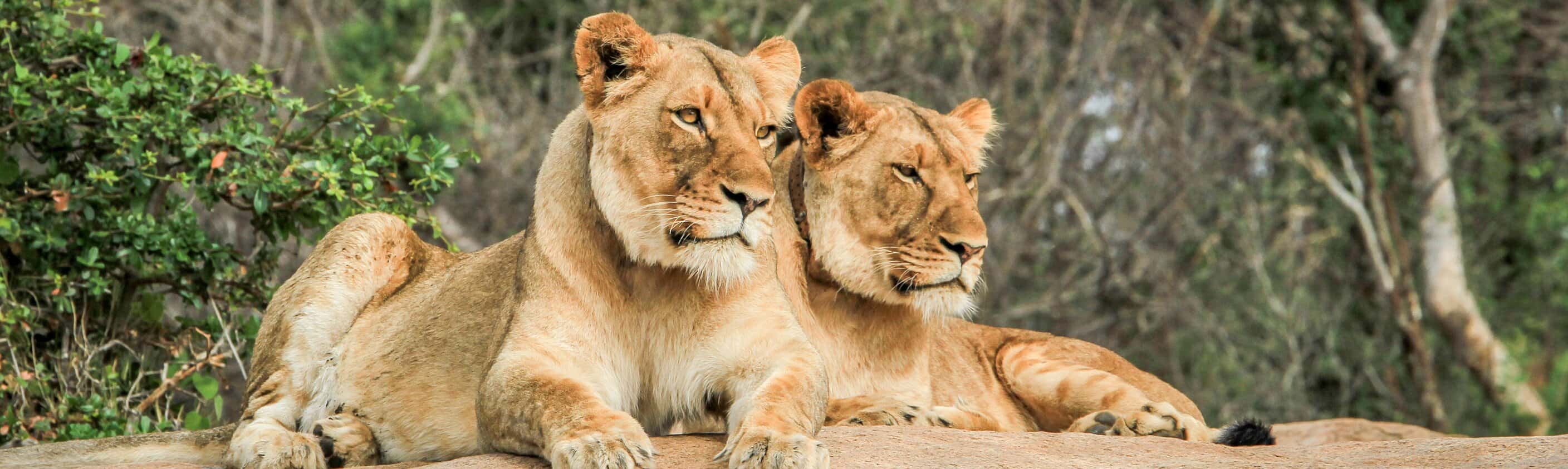 Premium Botswana