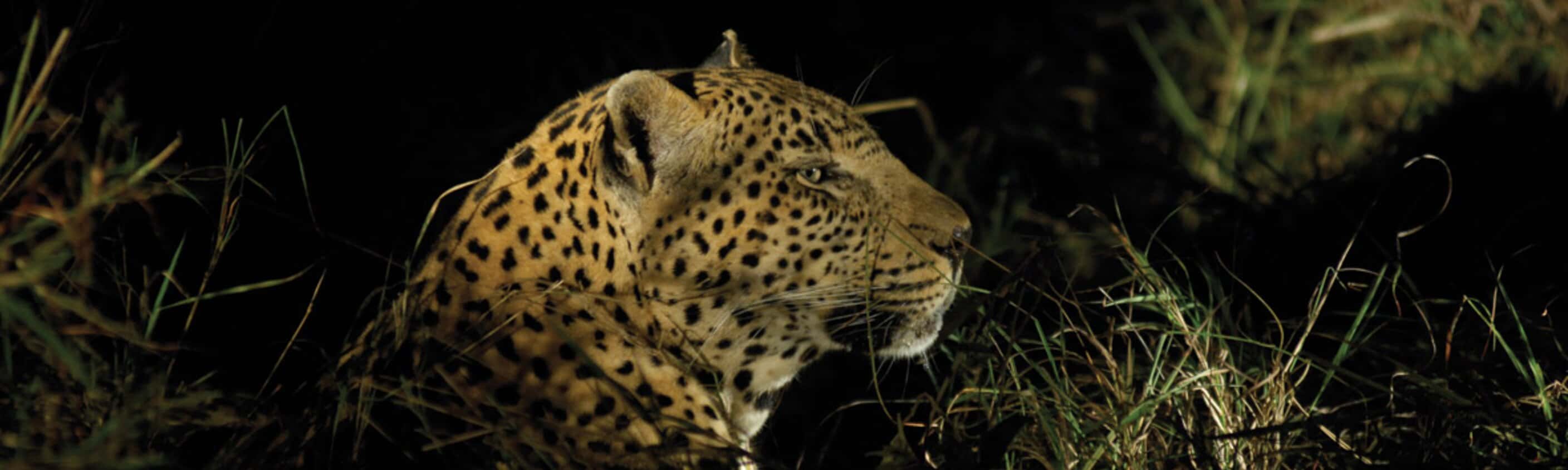 Kruger to Vic Falls