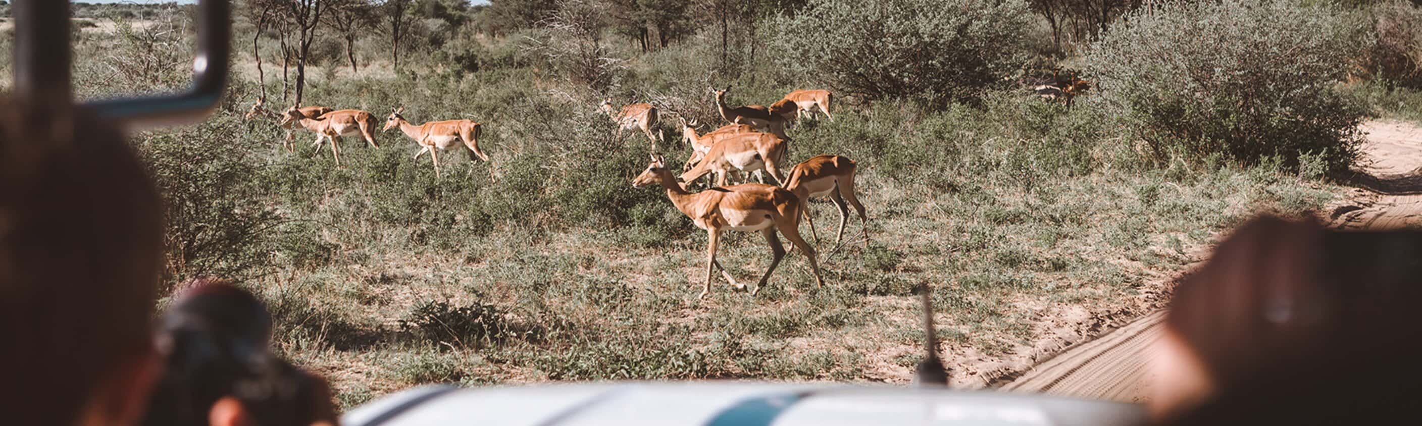 18 to 35s Real Southern Africa