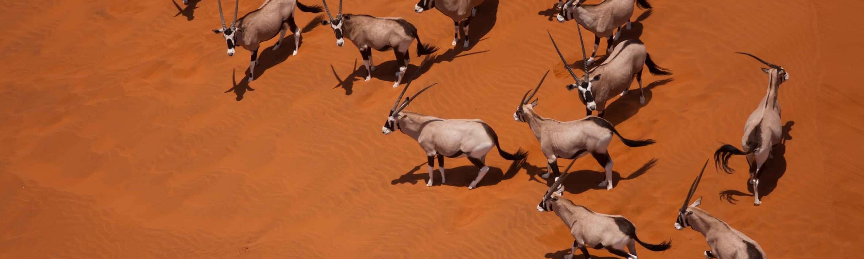 Southern Africa Adventure
