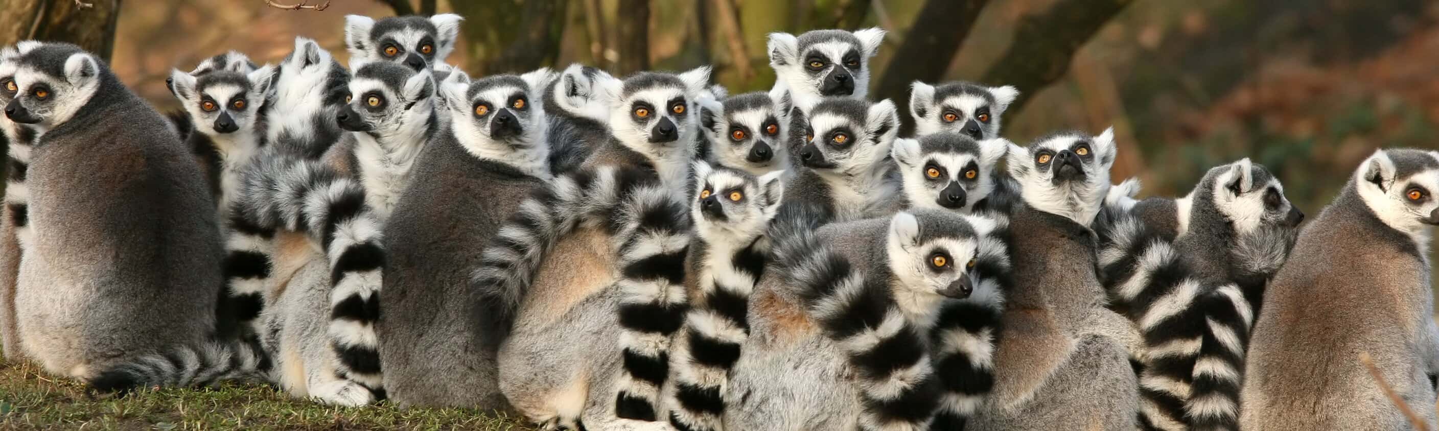Madagascar Adventure
