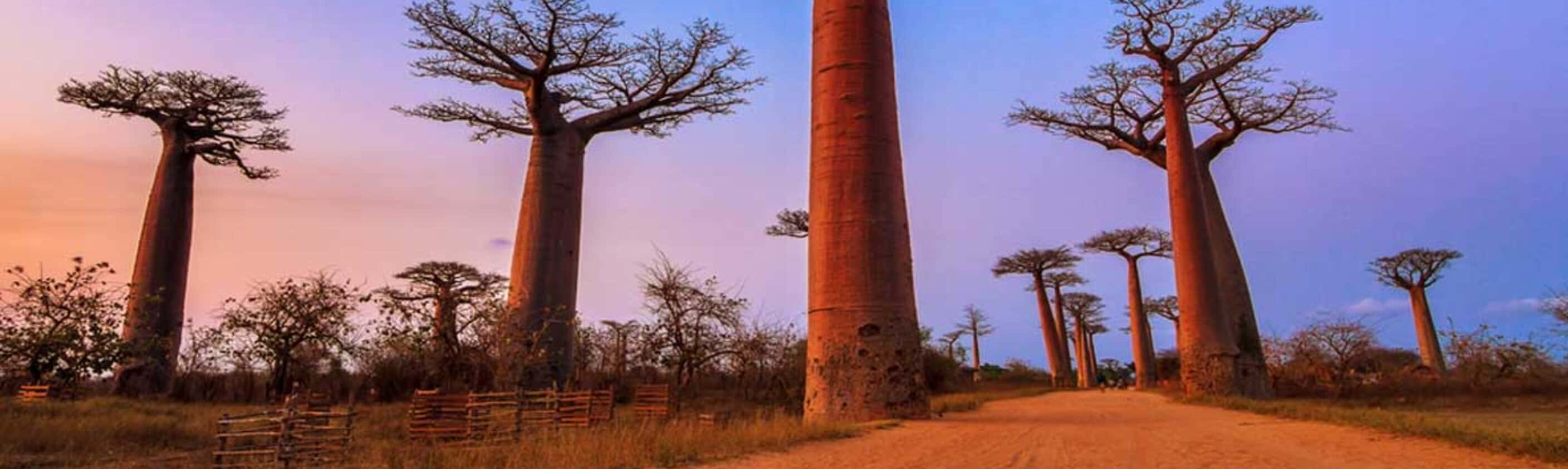 Madagascar Baobabs & Beyond