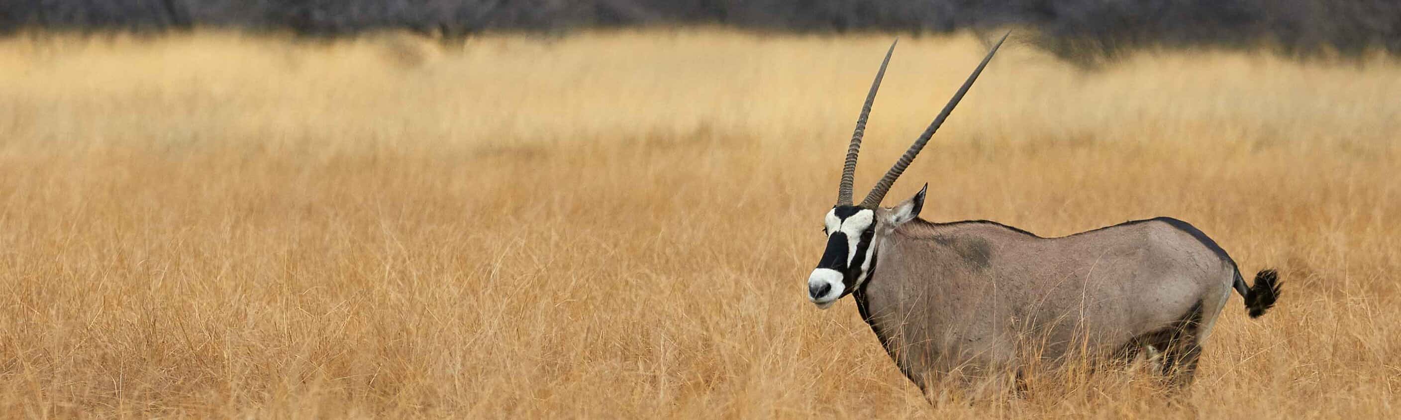 Essential African Safari