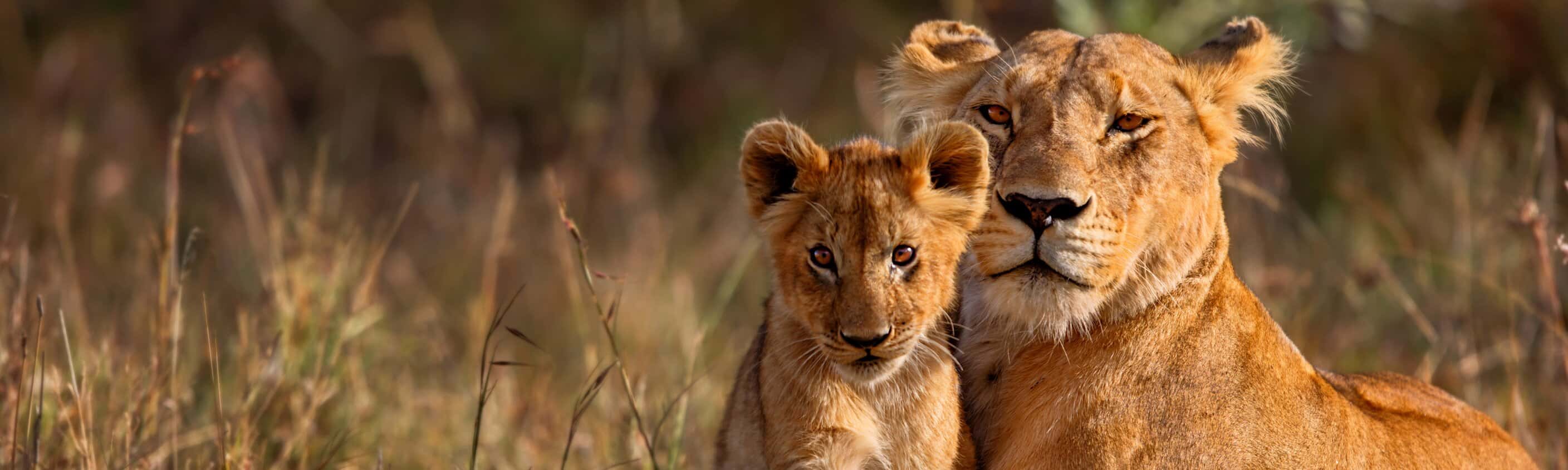 East Africa Family Safari Comfort